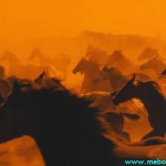 ცხენების რემა